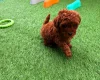 Toy Poodle