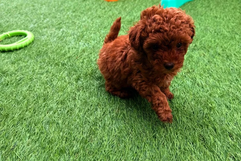 Toy Poodle