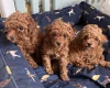 Toy Poodle