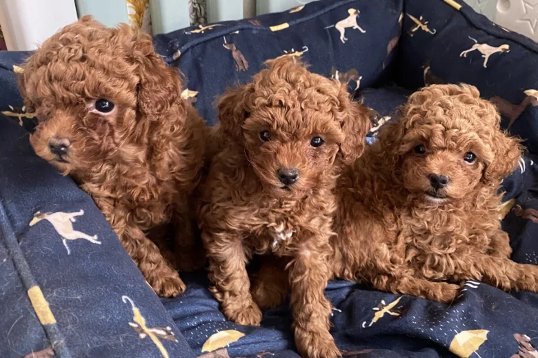 Toy Poodle