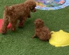 Toy Poodle