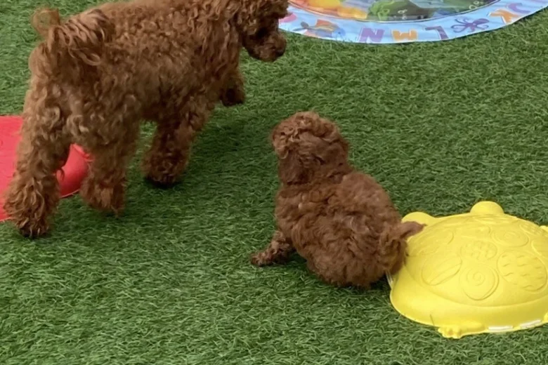 Toy Poodle