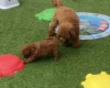 Toy Poodle