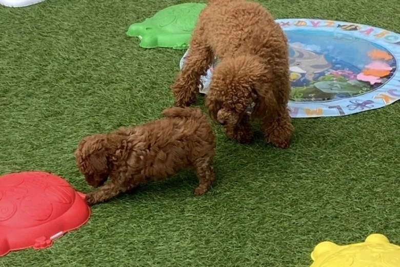 Toy Poodle