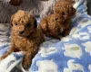 Toy Poodle