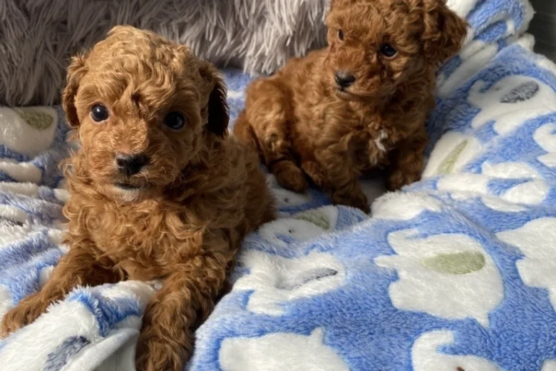 Toy Poodle