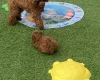 Toy Poodle