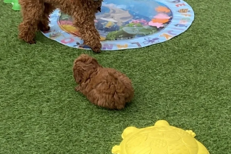 Toy Poodle