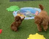 Toy Poodle