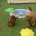 Toy Poodle