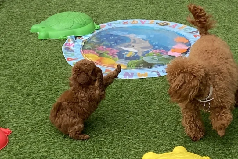 Toy Poodle