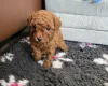 Toy Poodle