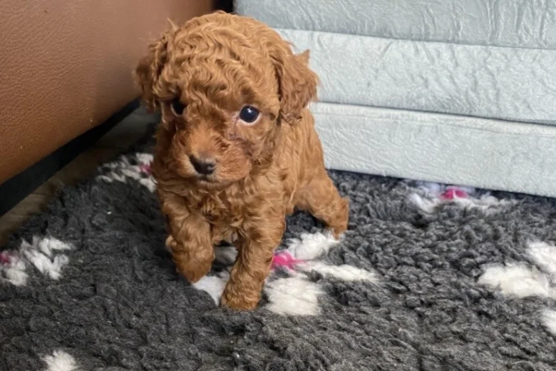 Toy Poodle