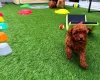 Toy Poodle
