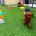 Toy Poodle