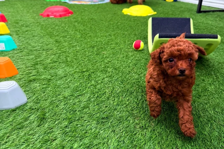Toy Poodle