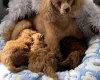 Toy Poodle
