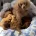 Toy Poodle