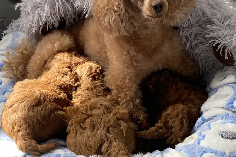 Toy Poodle