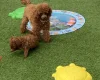 Toy Poodle