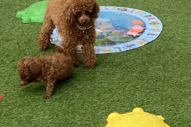 Toy Poodle