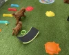 Toy Poodle