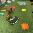 Toy Poodle