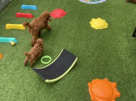 Toy Poodle