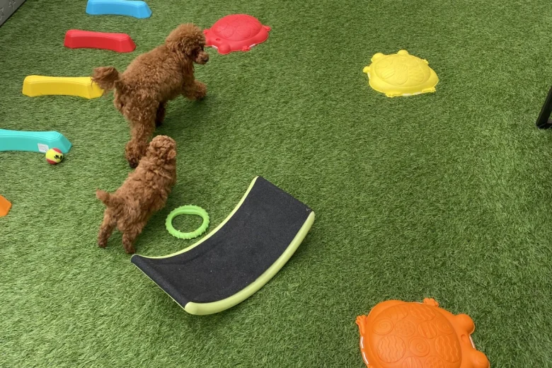 Toy Poodle