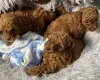Toy Poodle