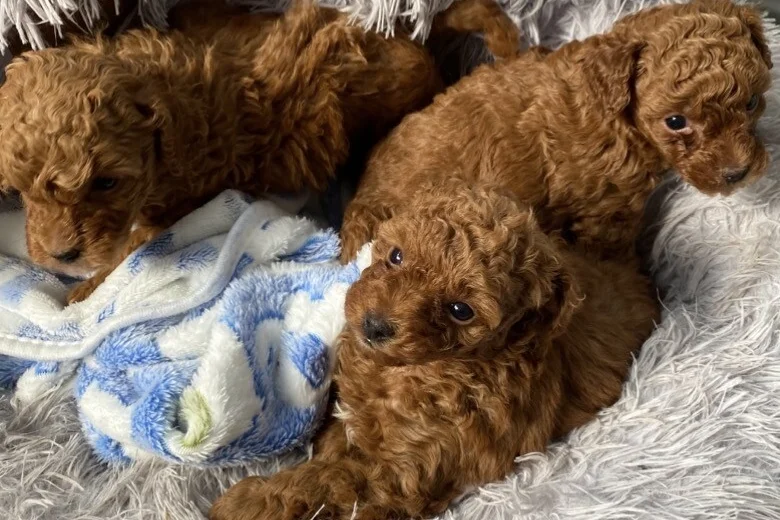 Toy Poodle