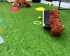 Toy Poodle