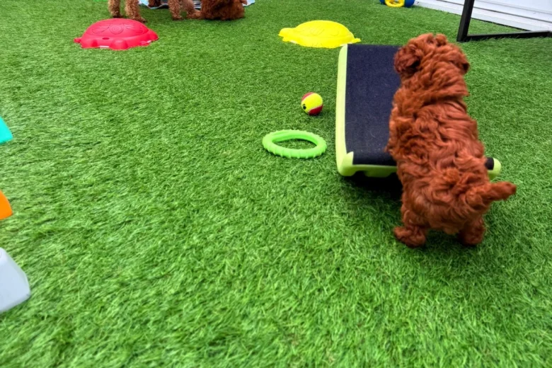 Toy Poodle