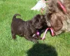 Labradoodle
