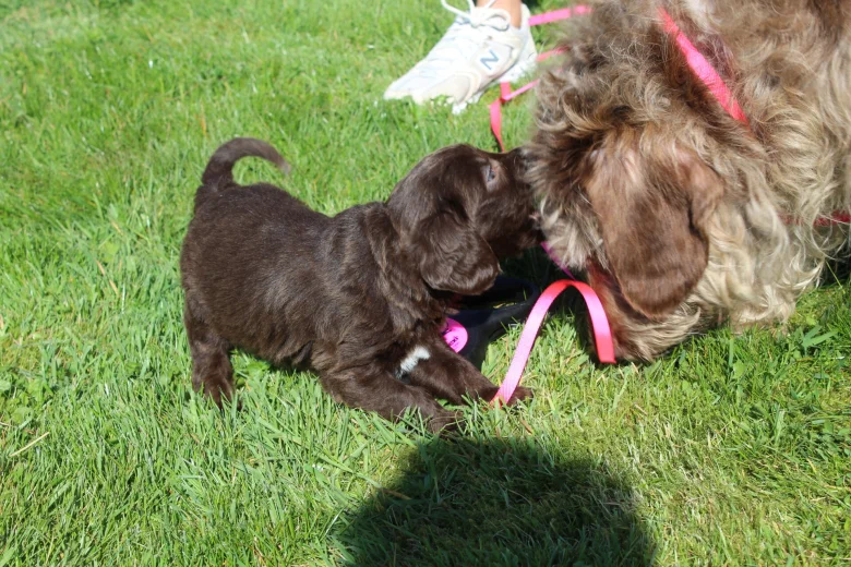 Labradoodle