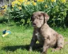 Labradoodle