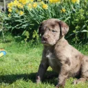 Labradoodle