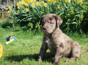 Labradoodle