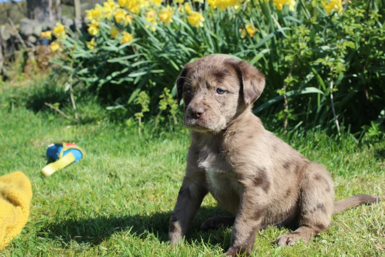 Labradoodle