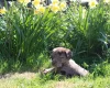 Labradoodle