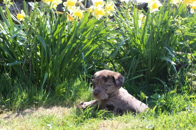 Labradoodle