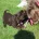 Labradoodle