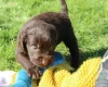 Labradoodle