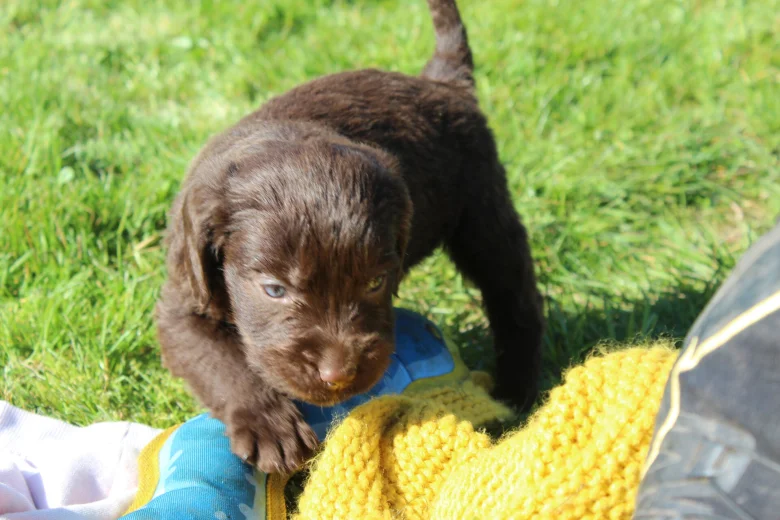 Labradoodle