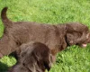 Labradoodle