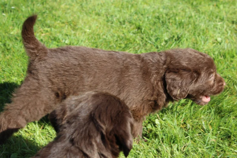 Labradoodle