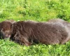 Labradoodle