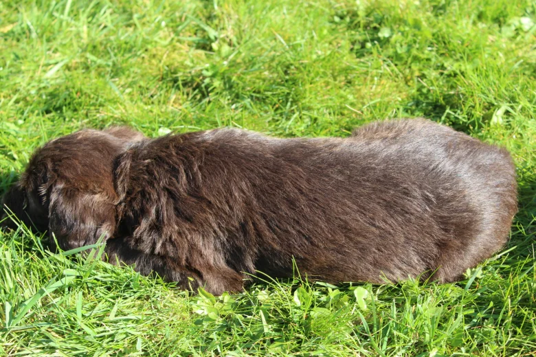 Labradoodle