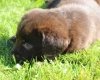 Labradoodle