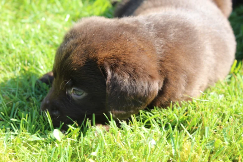 Labradoodle